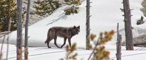 Wolf in the snow