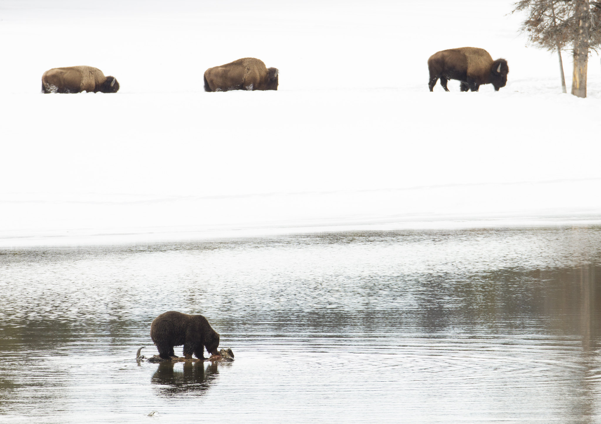 Bear Bison Yellowstone