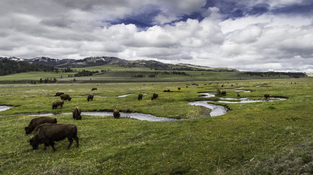 Bison Lamar Valley Yellowstone