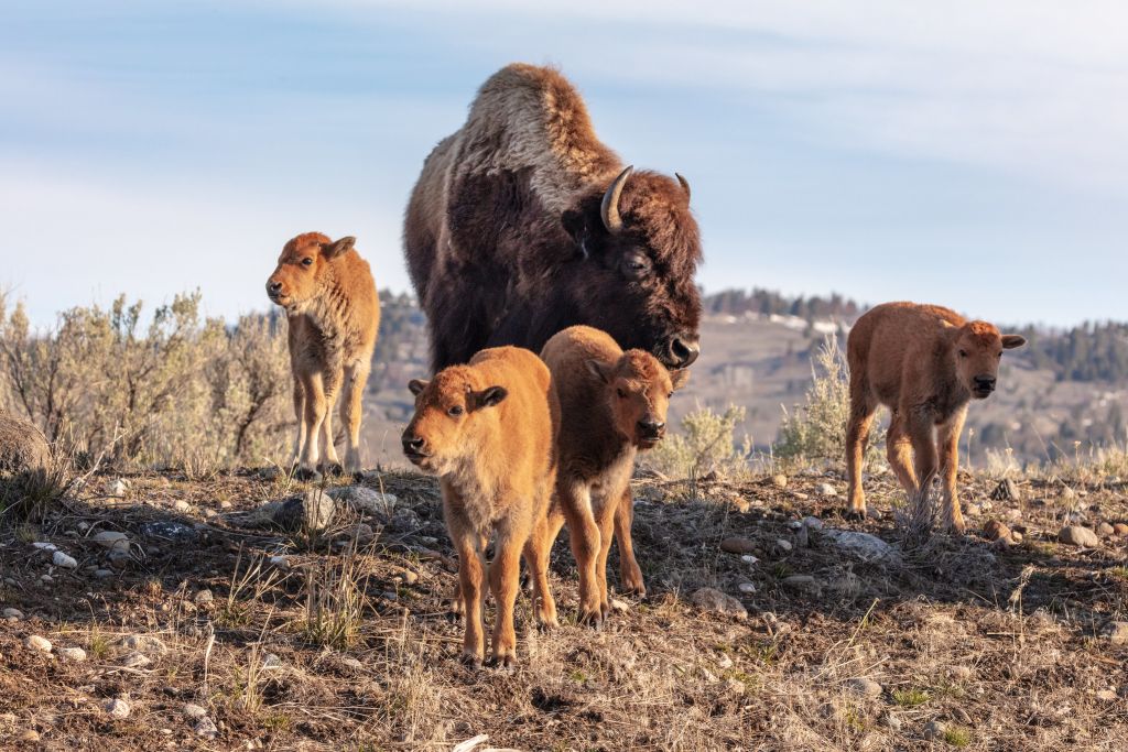 A cow bison and 4 red dogs in Lamar Valley