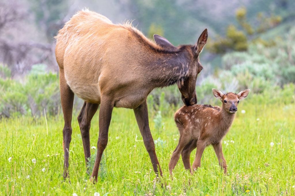 Elk cow grooming her calf