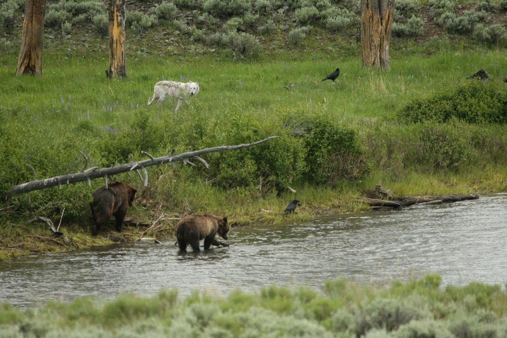 Grizzly-Bears-and-Wolf