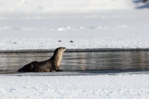 River otter above the ice in winter