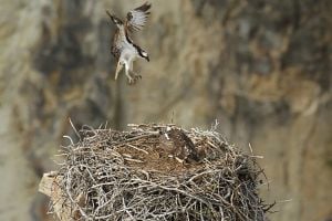 Osprey