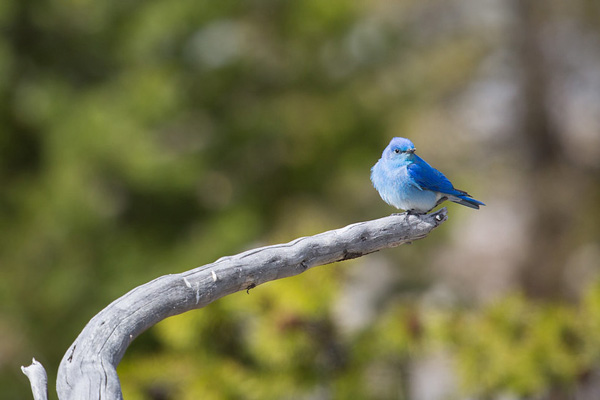 Mountain Bluebird on a piece of driftwood