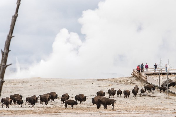 Bison and visitors at Fountain Paint Pots