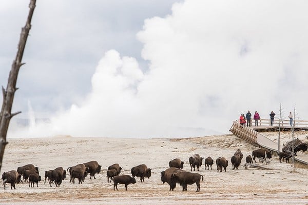 Bison and visitors at Fountain Paint Pots