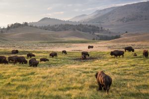 Bison in Lamar Valley