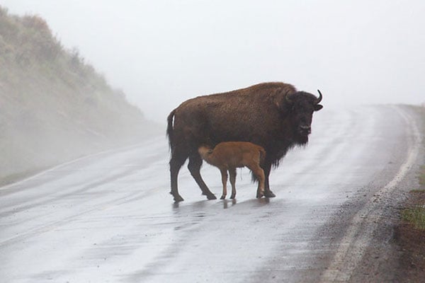Bison cow nursing her calf in the middle of the road in Lamar Valley