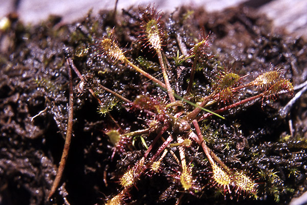 Sundew;<br /> M Hancock;<br /> No date