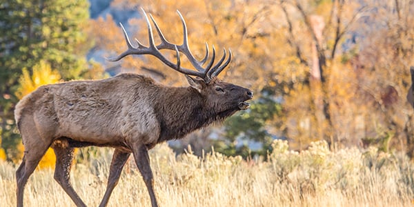 Bull Elk Bugling in fall