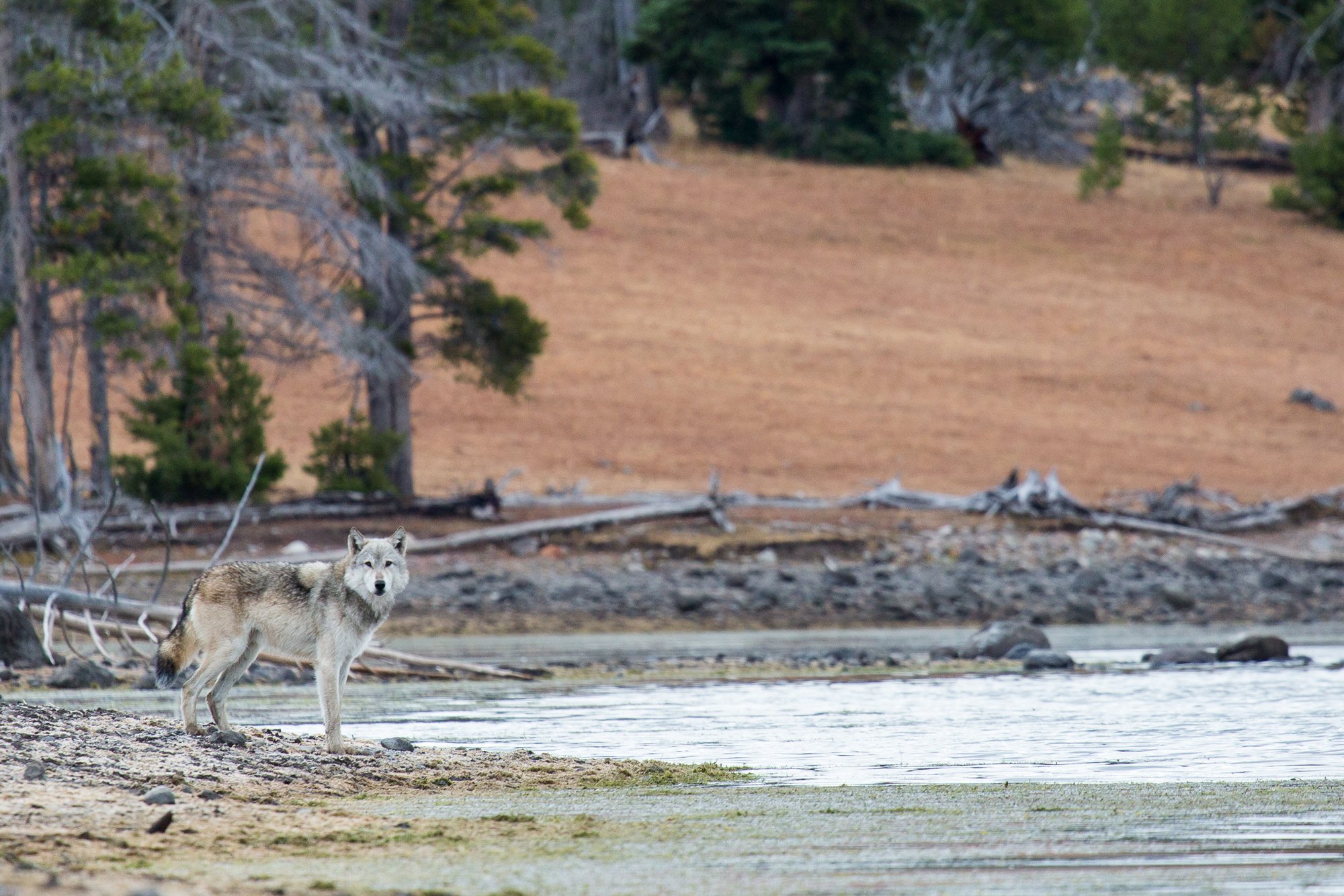 Male gray wolf from the Canyon Pack