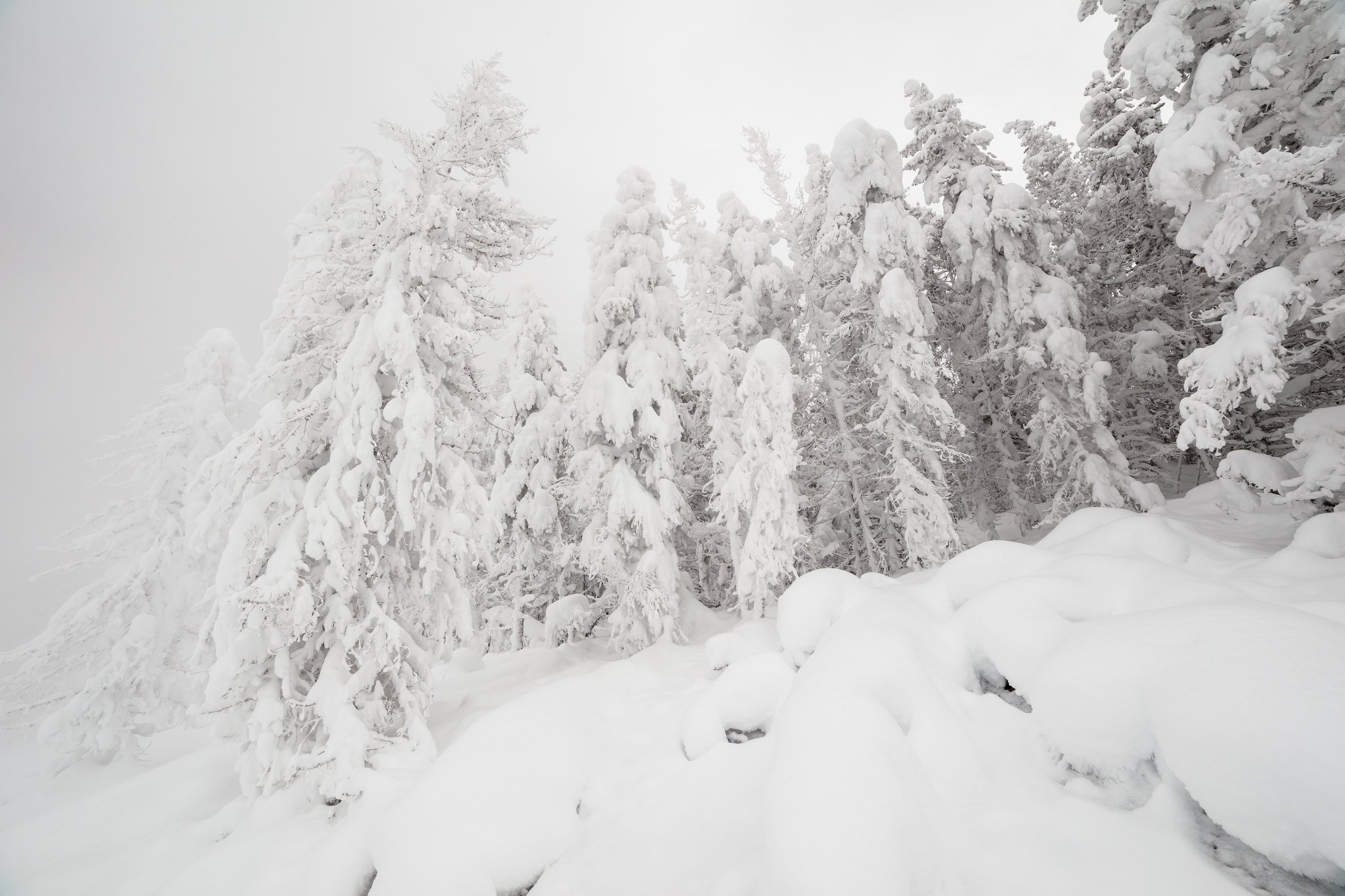 Rime ice covered trees in Norris Geyser Basin