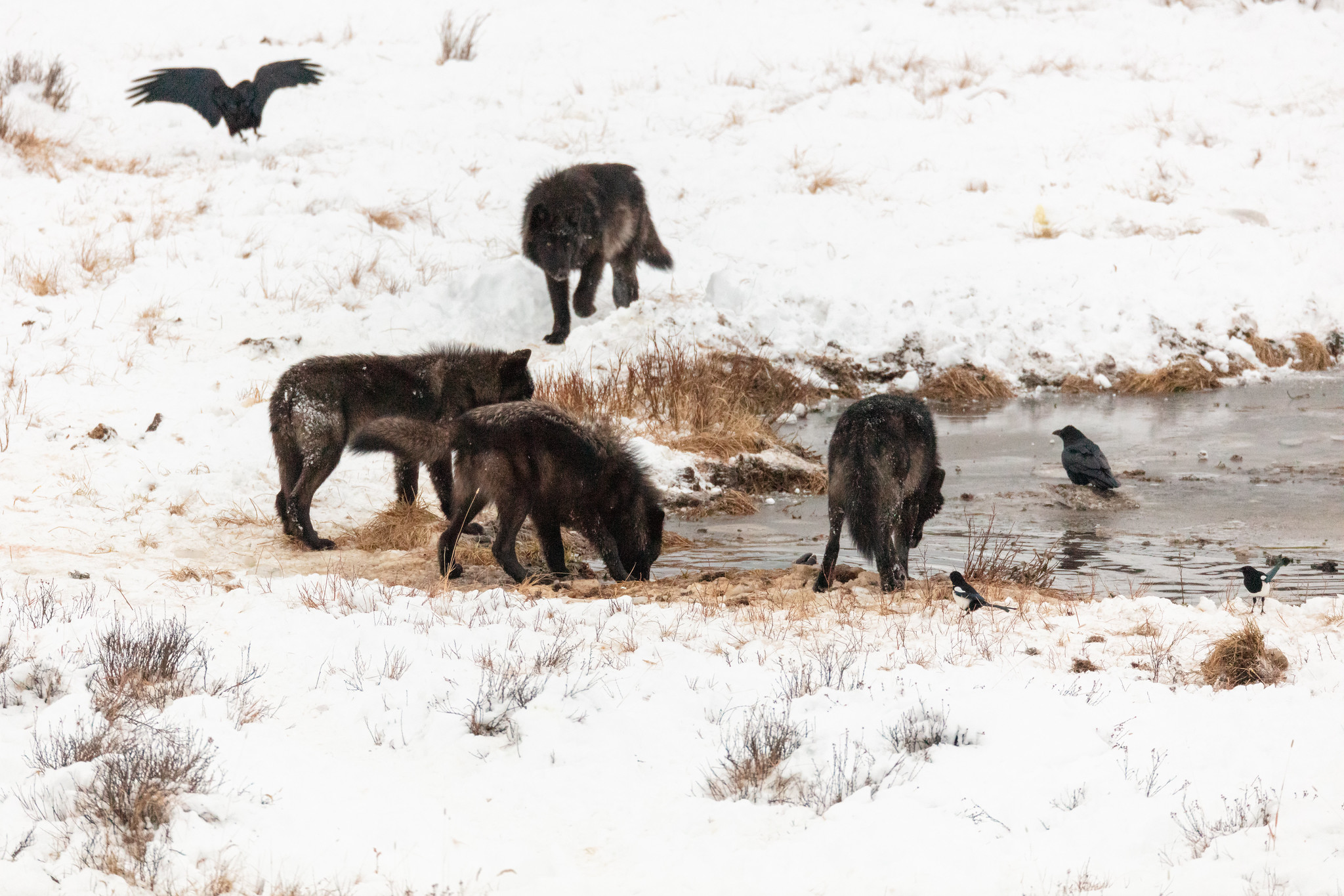 Wolves feed on a bison carcass at Blacktail Ponds