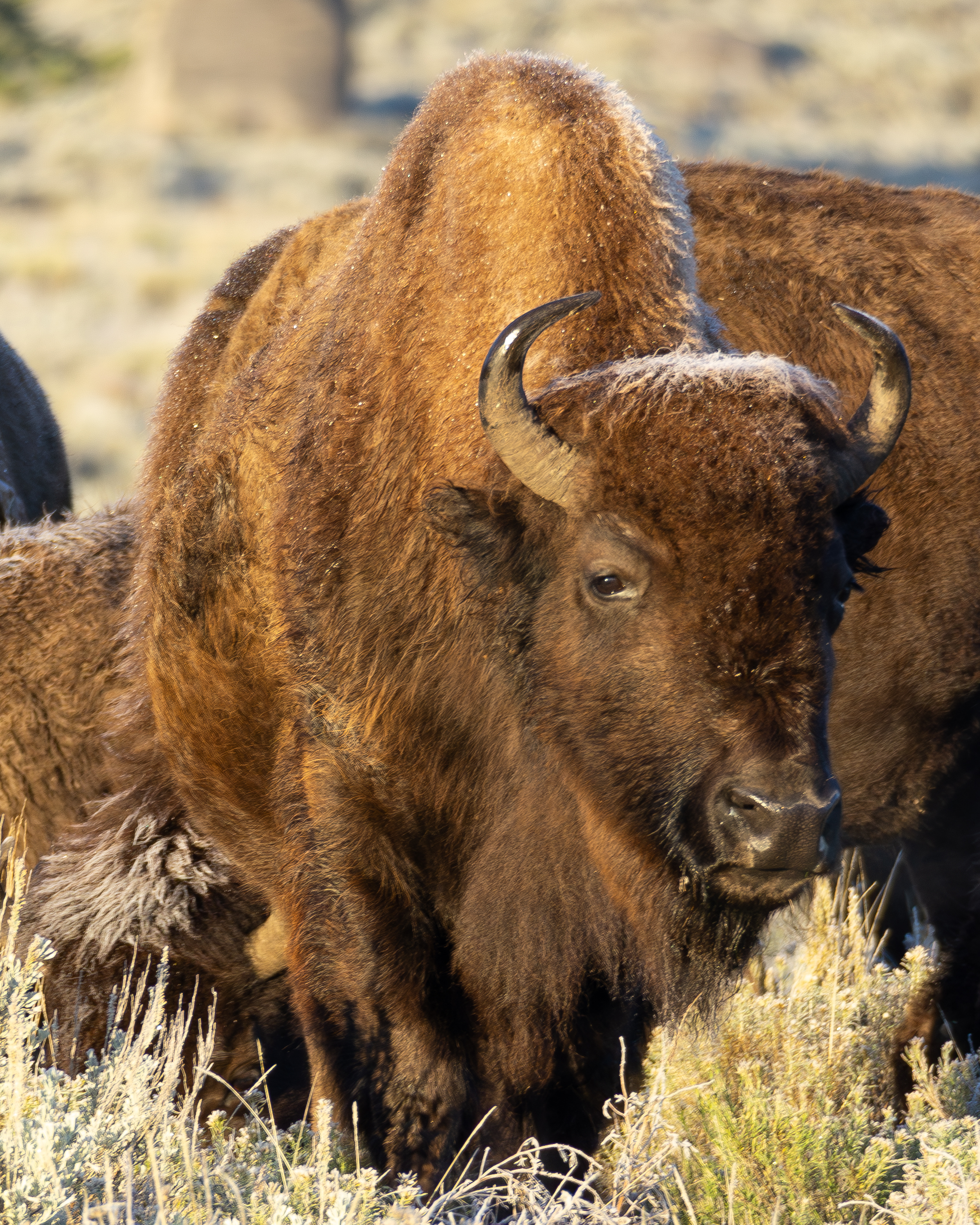 Frost sprinkles the top of a bison on a fall morning