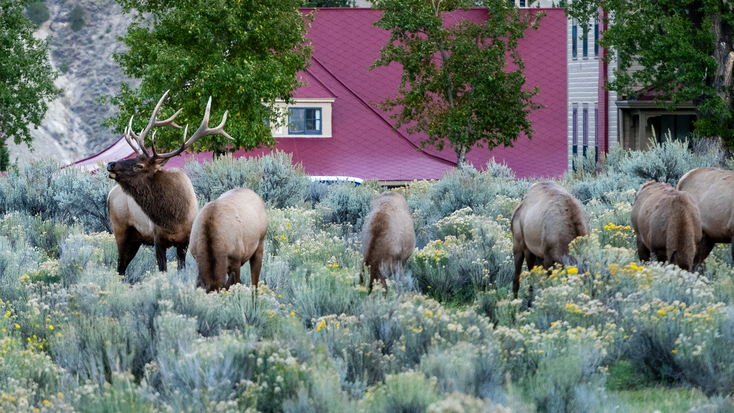 Bull elk bugling in a field in Mammoth Hot Springs