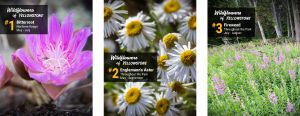 Wildflowers - Bitterroot, Englemann's Aster, Fireweed