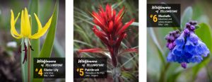 Wildflowers - Glacier Lily, Paintbrush, Bluebells