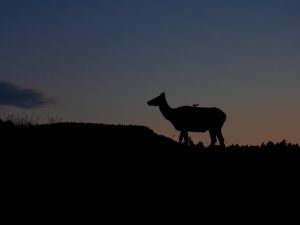 Elk silhouette with dark sunset sky