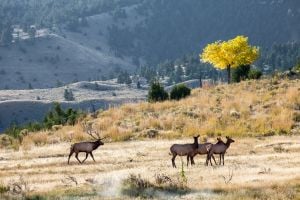 Bull elk with cows