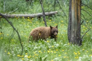 black bear in yellow flowers