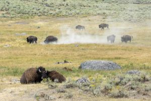 Bison rut in Lamar Valley