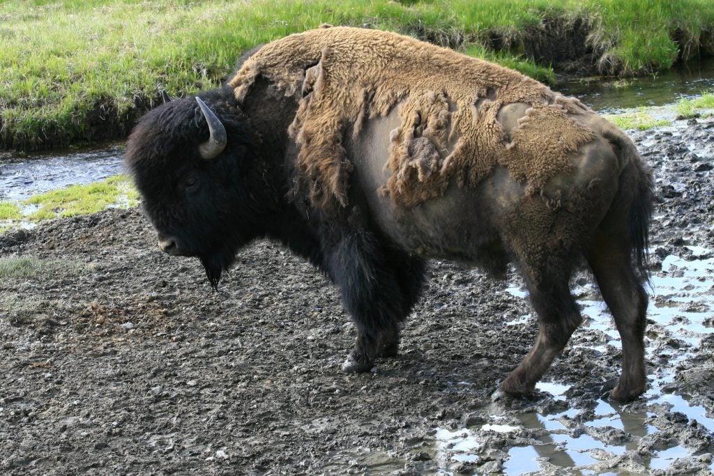 Bison standing in a river bed