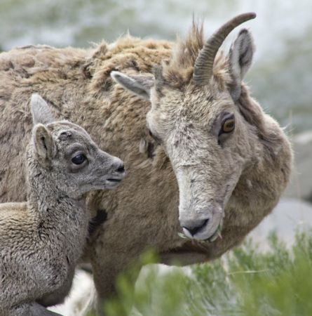Big Horn Sheep Babies