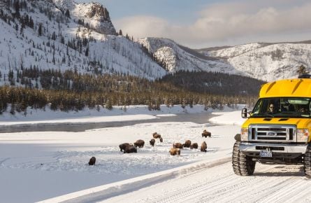 Snowcoach along the Madison River with bison