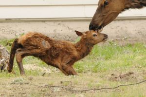 Elk baby being licked by mother