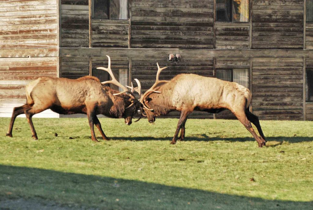 ElkFight Yellowstone National Park Lodges