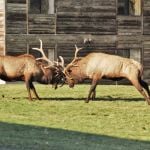 Elk fight