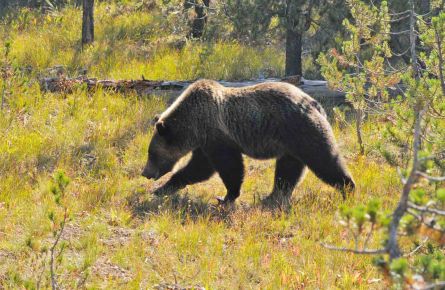 Grizzly bear