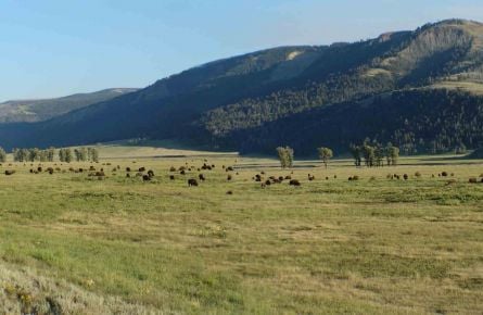 Bison in Lamar Valley