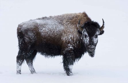 Bison in winter
