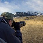 Wildlife photography at Yellowstone