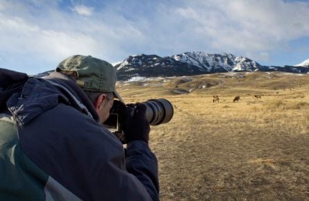 Wildlife photography at Yellowstone