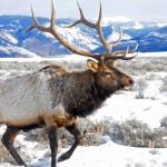 Elk with snow-covered mountains in the background