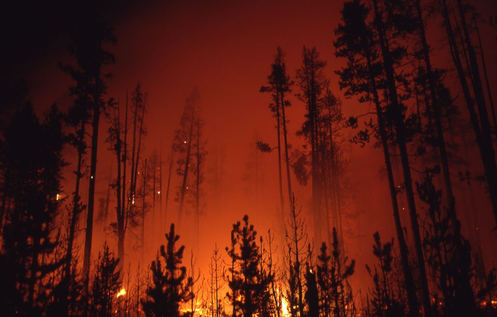 The Value of Fires to Yellowstone National Park