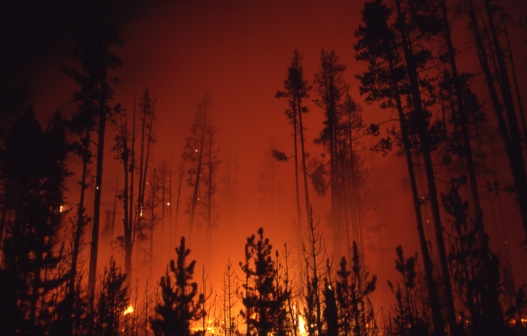 1988 Wildfire_NPS Photo