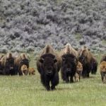 A herd of bison move through a green valley.