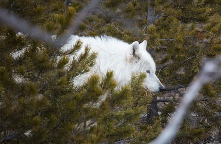 Alpha female wolf of the Canyon pack