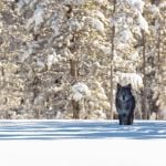 Wolf in snow