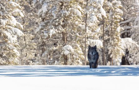 Wolf near the entrance to Artist Paint Pots