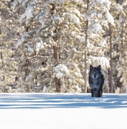 Yellowstone Hot Spot