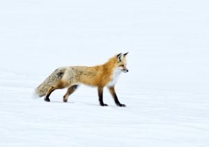 Fox