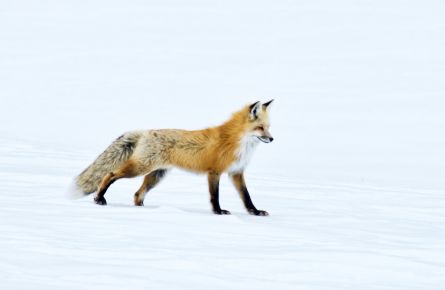 Fox
