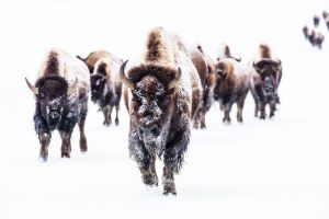 Bison group in the road near Frying Pan Spring