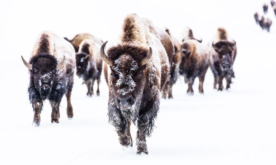 Bison group in the road near Frying Pan Spring
