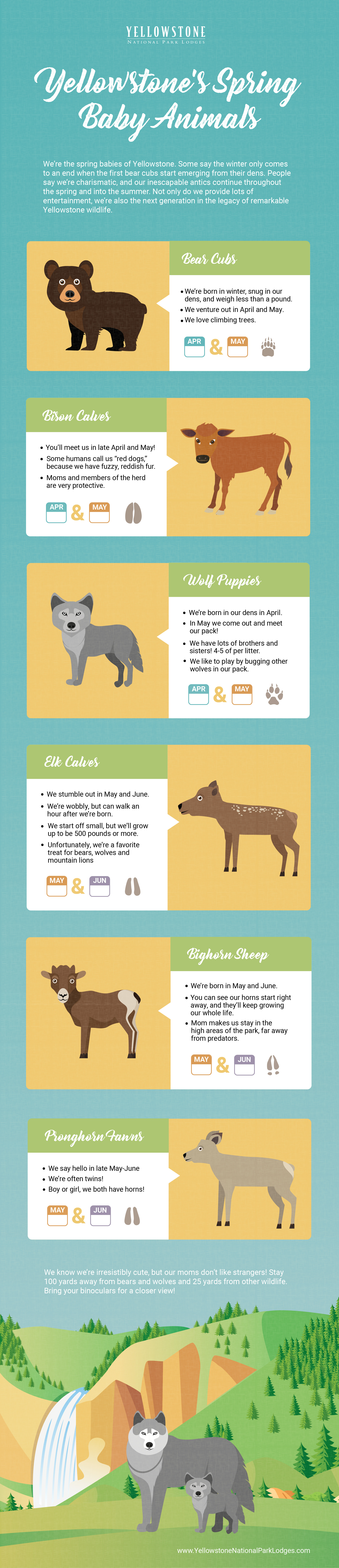 Yellowstone's spring baby animals infographic